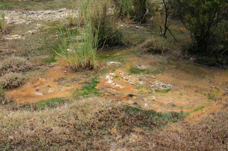 Nieuw-Zeeland 2011 - 0701